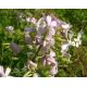 Mydlice lékařská (Saponaria officinalis)