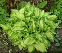 Hosta 5 (Funkia )