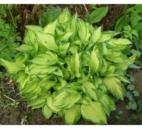 Hosta 5 (Funkia )