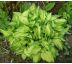 Hosta 5 (Funkia )