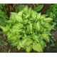 Hosta 5 (Funkia )