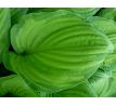 Hosta 5 (Funkia )