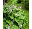 Hosta 5 (Funkia )