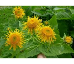 Kolotočník (Telekia speciosa)