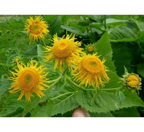 Kolotočník (Telekia speciosa)