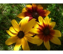 Třapatka (Rudbeckia fulgida)