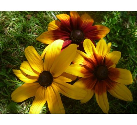 Třapatka (Rudbeckia fulgida)