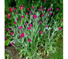 Kohoutek věncový(Lychnis coronaria)