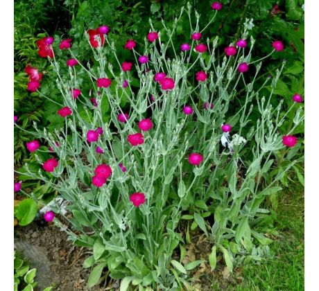 Kohoutek věncový(Lychnis coronaria)