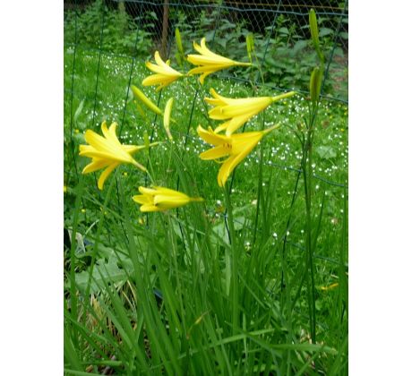 Žlutá Denivka (Hemerocalis citrina)