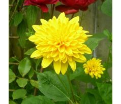 Vytrvalá Slunečnice (Helianthus decapetalus "Loddon Gold")