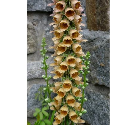 Náprstník rezavý (Digitalis feruginea)