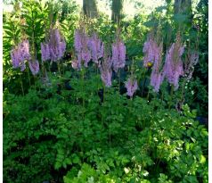 Astilbe taquetii  " Superba "