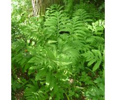 Perlovka, Onoklea citlivá (Onoclea sensibilis )