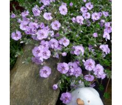 Skalkový floxík 10 (Phlox douglasii)