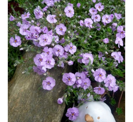 Skalkový floxík 10 (Phlox douglasii)