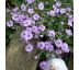 Skalkový floxík 10 (Phlox douglasii)