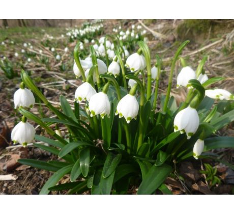 Bledule (Leucojum vernum)