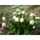 Bledule (Leucojum vernum)