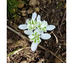 Plnokvětá sněženka (Galanthus nivalis " Plena")