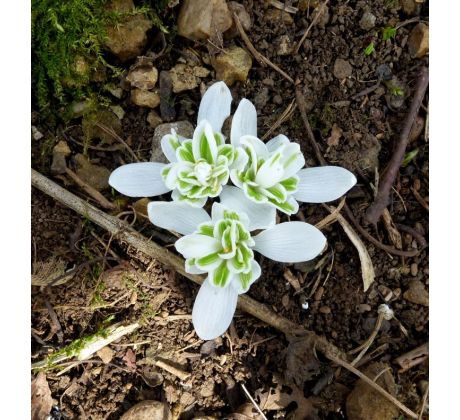 Plnokvětá sněženka (Galanthus nivalis " Plena")