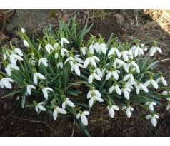 Sněženka (Galanthus nivalis)