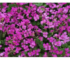 Růžový Huseník (Arabis caucasica)