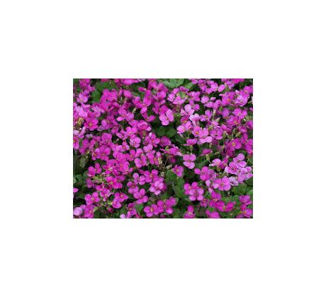 Růžový Huseník (Arabis caucasica)