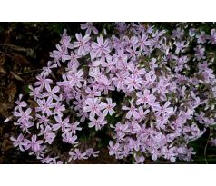 Skalkový floxík 11 (Phlox subulata)