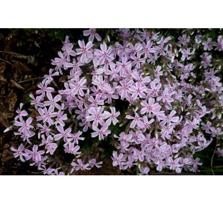 Skalkový floxík 11 (Phlox subulata)