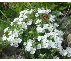 Skalkový floxík 12 (Phlox douglasi)