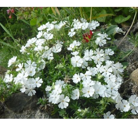 Skalkový floxík 12 (Phlox douglasi)