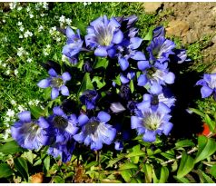 Hořec sedmiklaný (Gentiana septemfida)