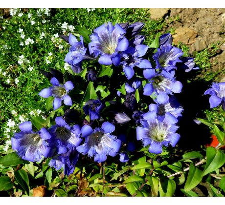 Hořec sedmiklaný (Gentiana septemfida)