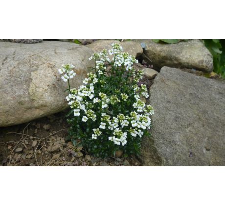 Huseník (Arabis sturii)