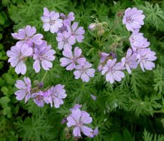 Kakost (Geranium tuberosum)