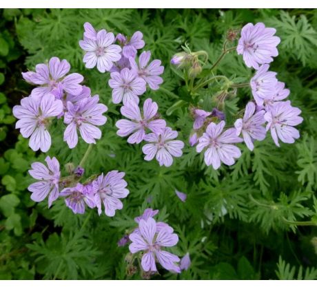 Kakost (Geranium tuberosum)