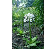 Primula japonica - bílá
