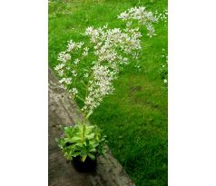 Lomikámen (Saxifraga cotyledon)