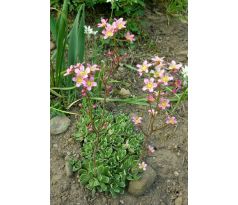 Růžový lomikámen(Saxifraga paniculata " Rosea ")