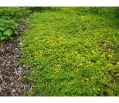 Vrbina penízková (Lysimachia nummularia)