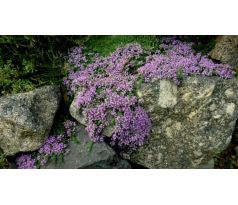 Mateřídouška růžová (Thymus serphyllum)