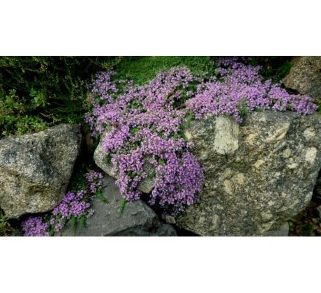 Mateřídouška růžová (Thymus serphyllum)