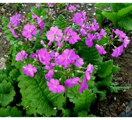 Primula sielboldii