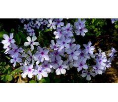 Skalkový floxík 4 (Phlox x divaricata " Chattahoochee ")