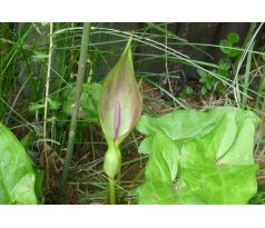 Áron (Arum italicum)