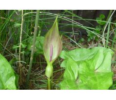 Áron (Arum italicum)