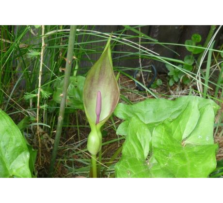 Áron (Arum italicum)