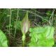 Áron (Arum italicum)