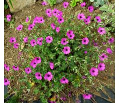 Kakost "Patricia"(Geranium x )